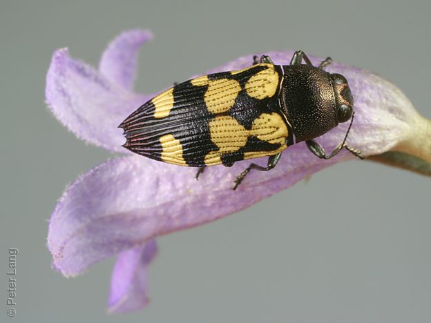 Castiarina duaringae, PL803A, male, on Eremophila scoparia, EP